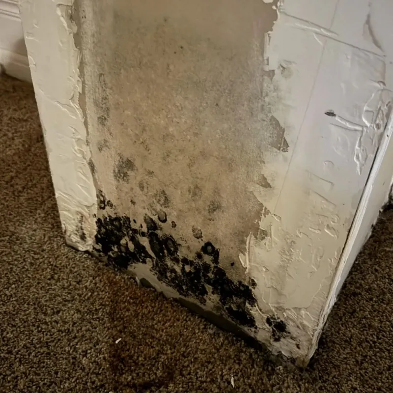 Professional Mold Removal in Winfield, WV